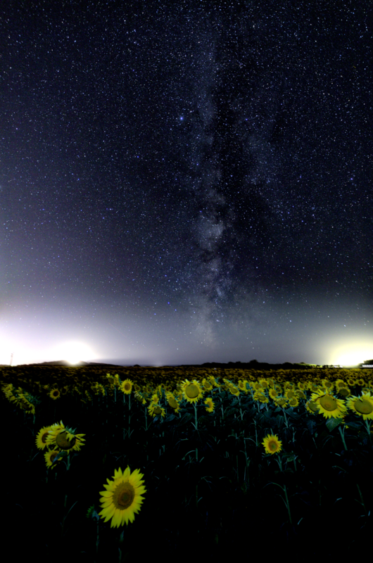 Vía láctea girasoles